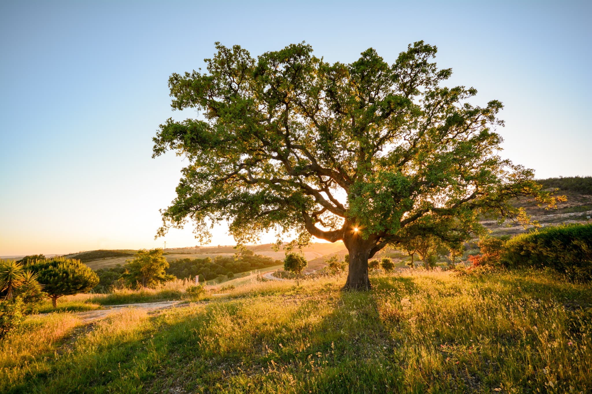 Sobreiro numa paisagem rural ao pôr do sol